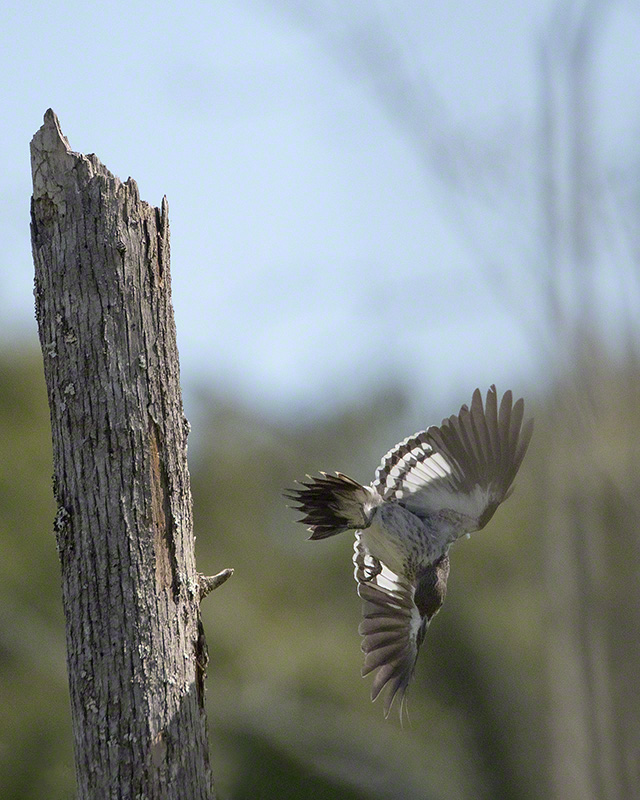 Red-headed Woodpecker (Juvenile) (Pee Dee National Wildlife Refuge 10