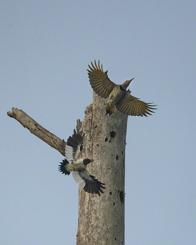 Red-headed Woodpecker & Northern Flicker (Pee Dee National Wildlife